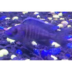 Malawiciklide Aulonocare sp. super blue